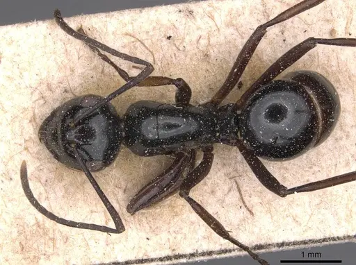 Polyrhachis debilis specimen