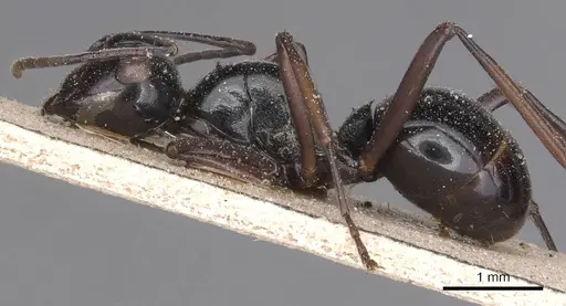 Polyrhachis debilis specimen
