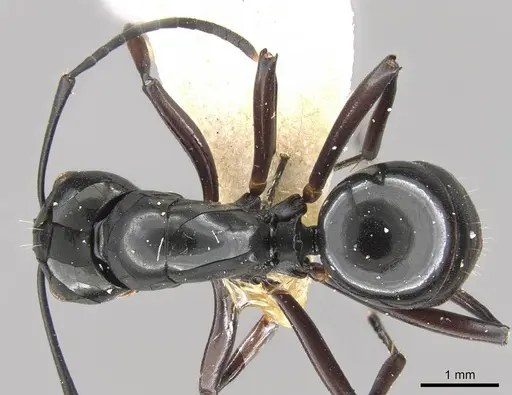 Polyrhachis debilis - CASENT0906789