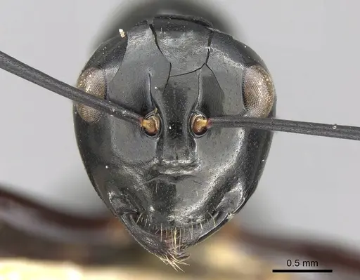 Polyrhachis debilis - CASENT0906789