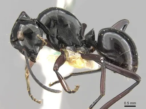 Polyrhachis debilis - CASENT0906789