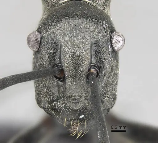 Polyrhachis decellei specimen