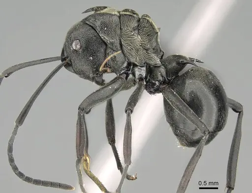 Polyrhachis decellei specimen