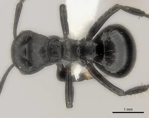 Polyrhachis decemdentata specimen