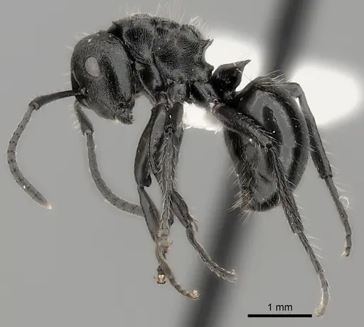 Polyrhachis decemdentata specimen