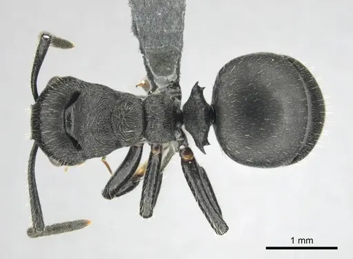 Polyrhachis decemdentata - CASENT0250044