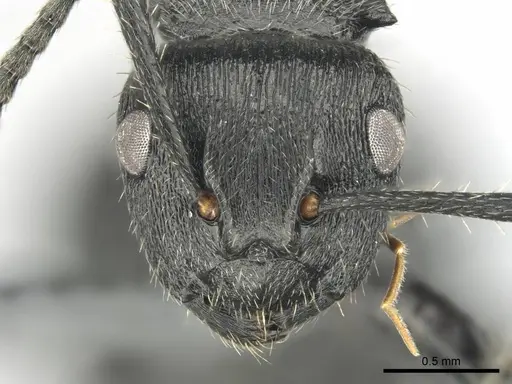 Polyrhachis decemdentata - CASENT0250044