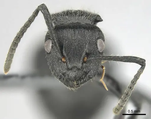 Polyrhachis decemdentata - CASENT0250044