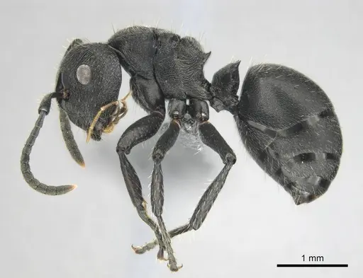 Polyrhachis decemdentata - CASENT0250044