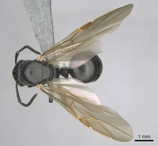 Polyrhachis decemdentata - CASENT0250045
