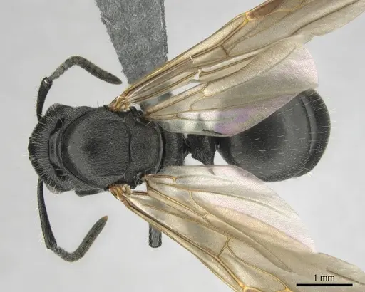 Polyrhachis decemdentata - CASENT0250045