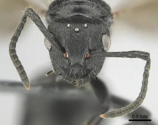 Polyrhachis decemdentata - CASENT0250045