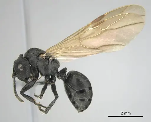 Polyrhachis decemdentata - CASENT0250045