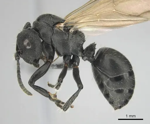Polyrhachis decemdentata - CASENT0250045