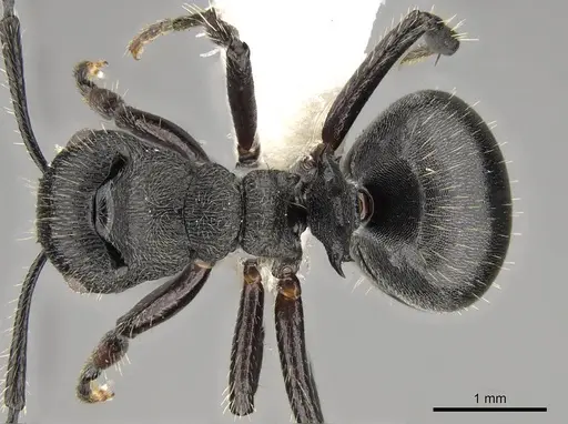 Polyrhachis decemdentata - CASENT0281445