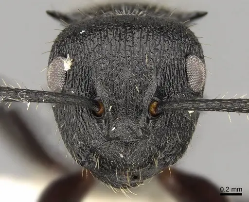 Polyrhachis decemdentata - CASENT0281445