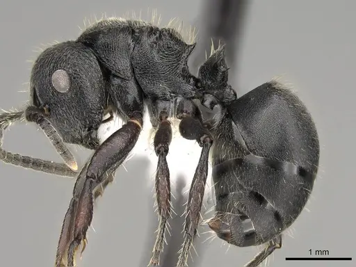 Polyrhachis decemdentata - CASENT0281445