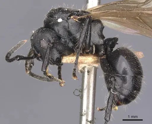 Polyrhachis decemdentata - CASENT0905620