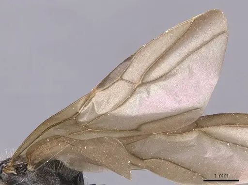 Polyrhachis decemdentata - CASENT0905620