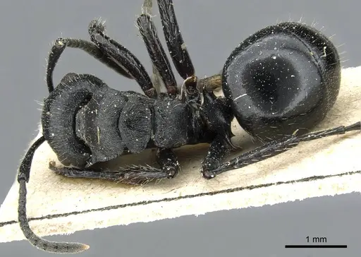 Polyrhachis decemdentata - CASENT0905859