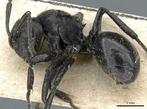 Polyrhachis decemdentata - CASENT0905859