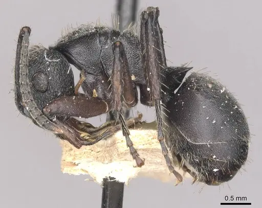 Polyrhachis decemdentata - CASENT0910947