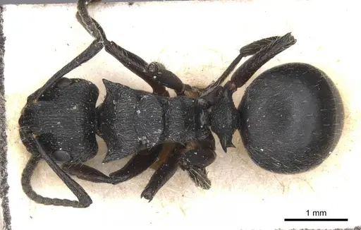 Polyrhachis decemdentata - CASENT0913674