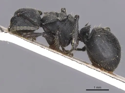 Polyrhachis decemdentata - CASENT0913674