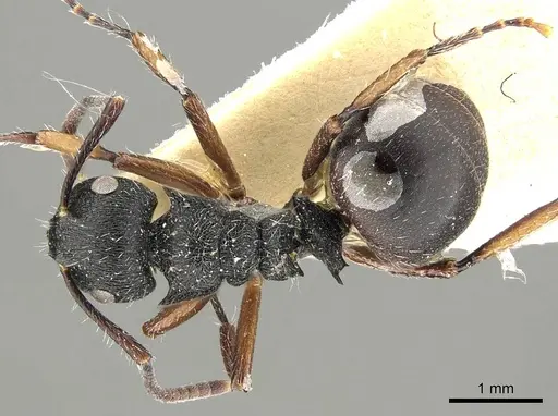 Polyrhachis decemdentata - CASENT0915811