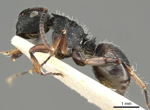 Polyrhachis decemdentata - CASENT0915811