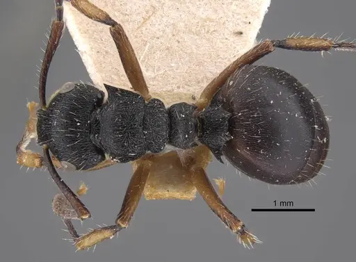 Polyrhachis decemdentata - CASENT0917290