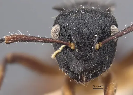 Polyrhachis decemdentata - CASENT0917290