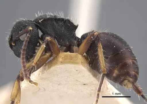 Polyrhachis decemdentata - CASENT0917290