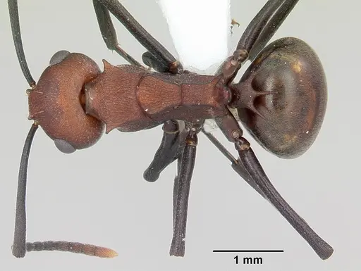 Polyrhachis deceptor specimen