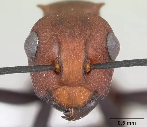 Polyrhachis deceptor specimen