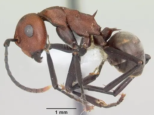 Polyrhachis deceptor specimen