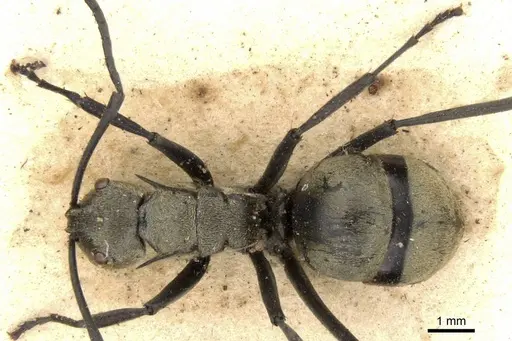 Polyrhachis decipiens specimen