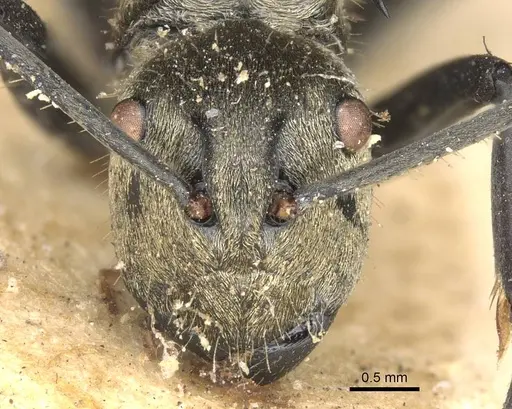 Polyrhachis decipiens specimen