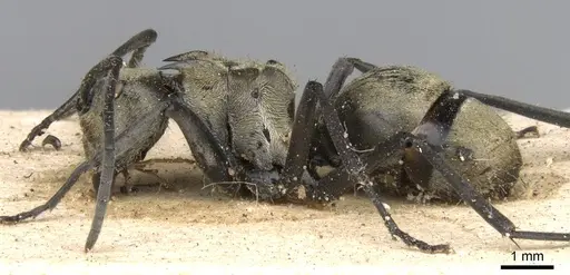 Polyrhachis decipiens specimen