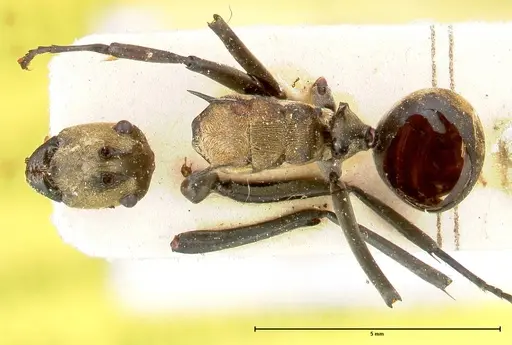 Polyrhachis decipiens - FOCOL0457