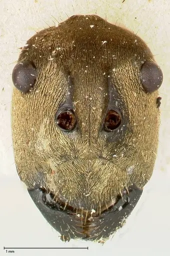 Polyrhachis decipiens - FOCOL0457