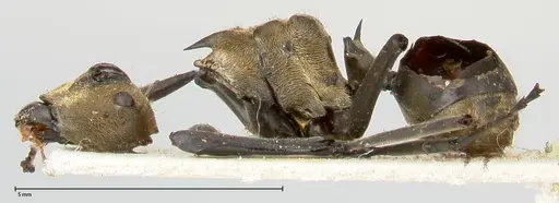 Polyrhachis decipiens - FOCOL0457