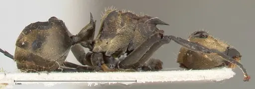 Polyrhachis decipiens - FOCOL0457