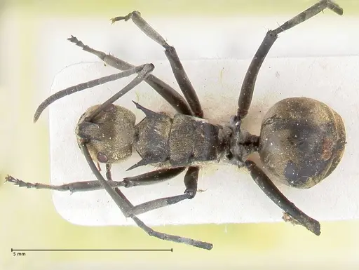 Polyrhachis decipiens - FOCOL2618