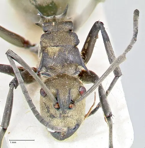 Polyrhachis decipiens - FOCOL2618
