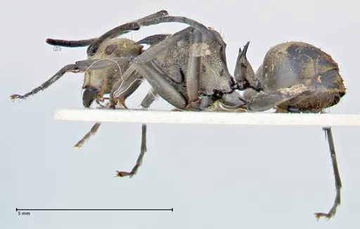 Polyrhachis decipiens - FOCOL2618