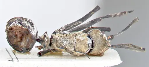 Polyrhachis decipiens - FOCOL2619