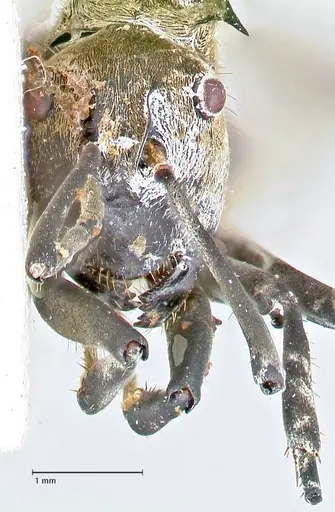 Polyrhachis decipiens - FOCOL2619