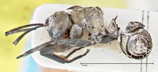 Polyrhachis decipiens - FOCOL2619
