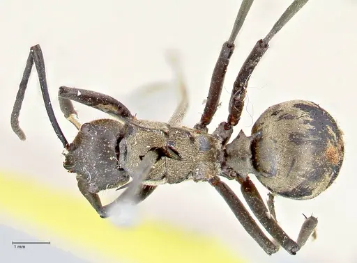 Polyrhachis decipiens - FOCOL2623